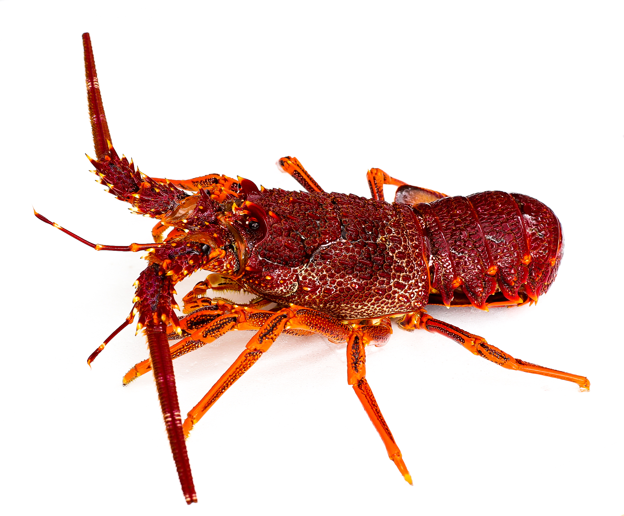 Live Southern Rock Lobster (Min 1.5KG)